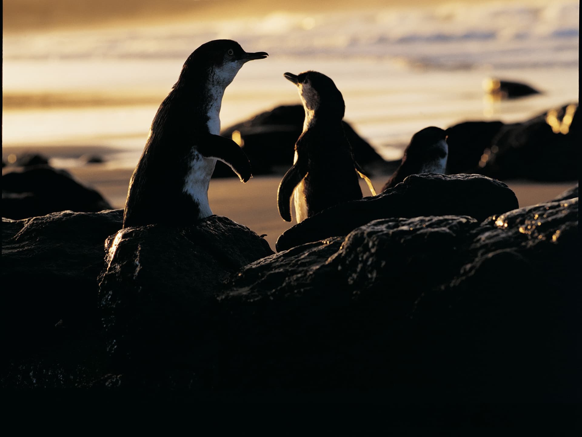 Phillip Island