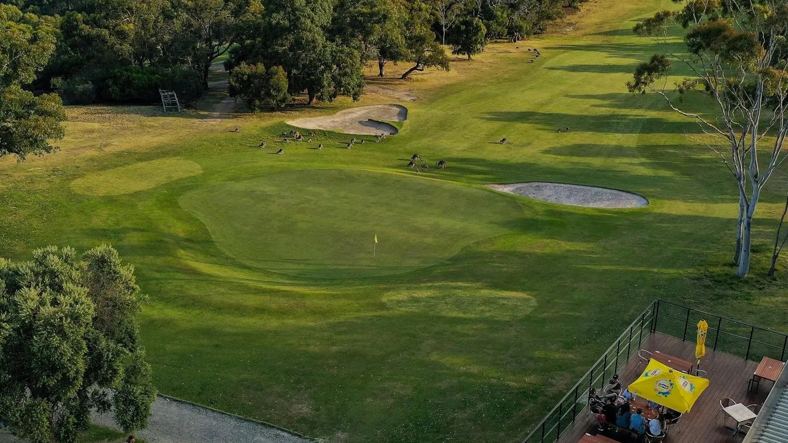 Kangaroos grazing beside a green at Anglesea Golf Club, with the clubhouse deck in the foreground